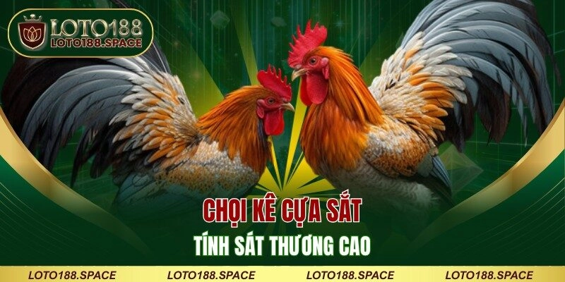 Chọi kê cựa sắt tính sát thương cao