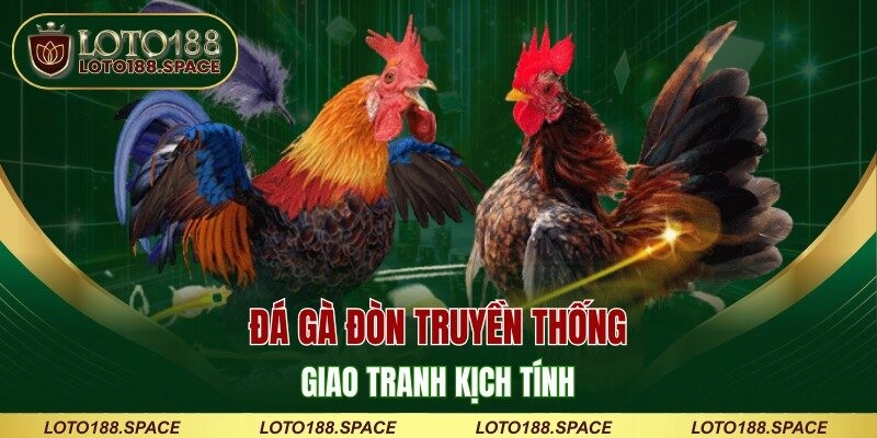 Đá gà đòn truyền thống giao tranh kịch tính
