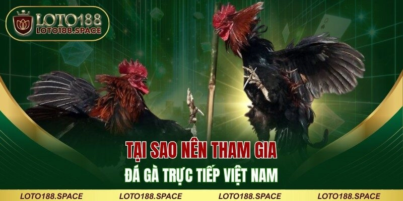 Tại sao nên tham gia đá gà trực tiếp Việt Nam