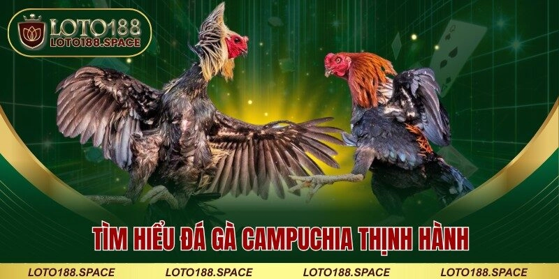 Tìm hiểu đá gà Campuchia thịnh hành