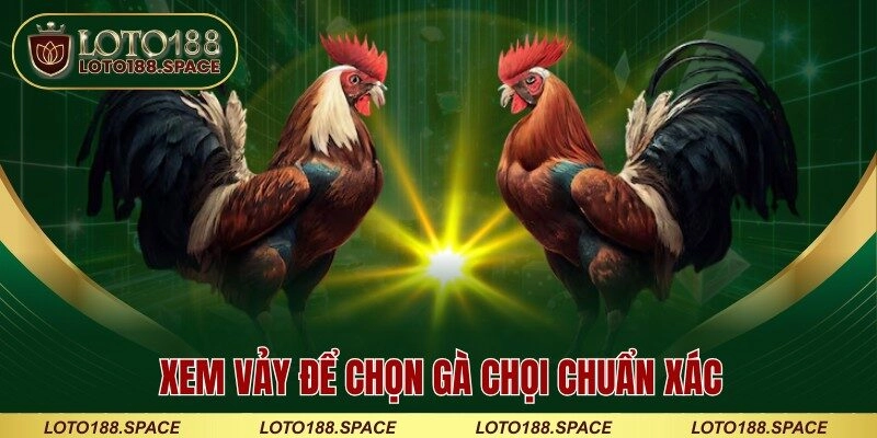 Xem vảy để chọn gà chọi chuẩn xác